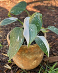 Philodendron 'White Princess'