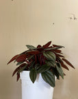 Peperomia San Marino Silver