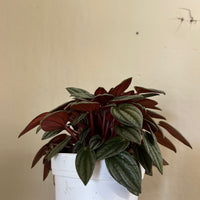 Peperomia San Marino Silver