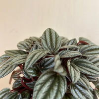 Peperomia San Marino Silver