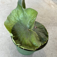 Staghorn grande 6”