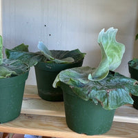 Staghorn grande 6”