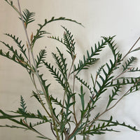 Grevillea 'Poorinda Blondie' foliage