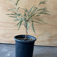 Grevillea 'Poorinda Blondie'