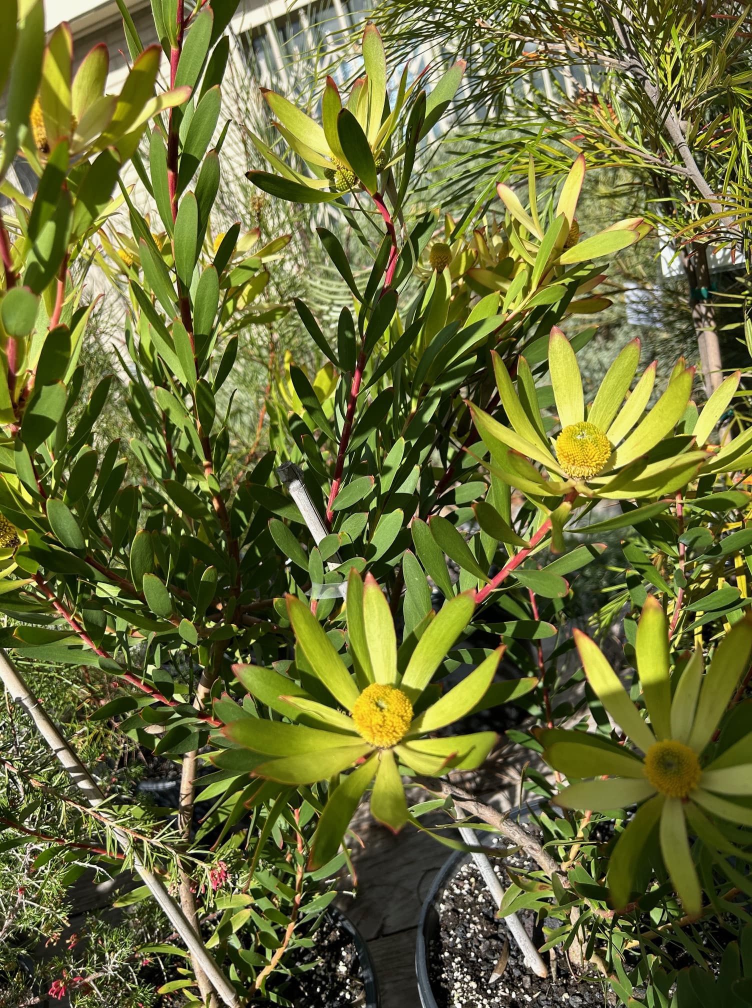 Leucadendron Summer Red