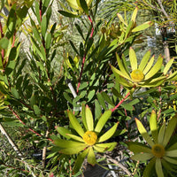 Leucadendron Summer Red foliage