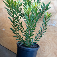 Leucadendron Summer Red 5 Gallon