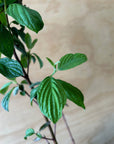 Cornus sericea, Red Osier Dogwood foliage