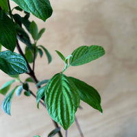 Cornus sericea, Red Osier Dogwood foliage