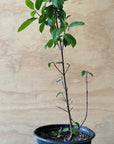 Cornus sericea, Red Osier Dogwood