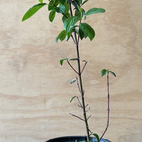 Cornus sericea, Red Osier Dogwood