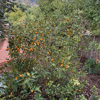 Meiwa Kumquat Tree