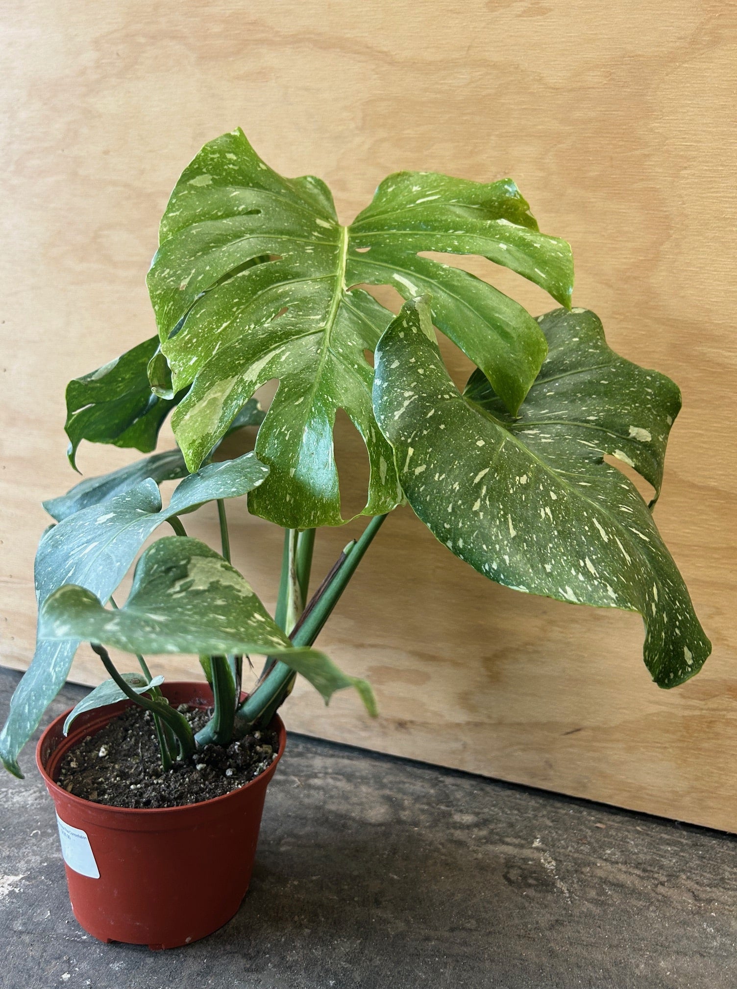 Monstera deliciosa Thai Constellation – Plant Material