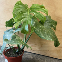 Monstera deliciosa Thai Constellation