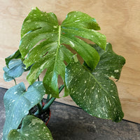 Monstera deliciosa Thai Constellation