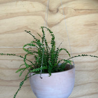 Italian Hanging Indoor/Outdoor Planter with plant