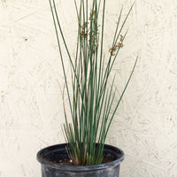 Juncus patens 'Elks Blue'