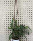 Leather Plant Hanger with plant