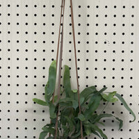 Leather Plant Hanger with plant