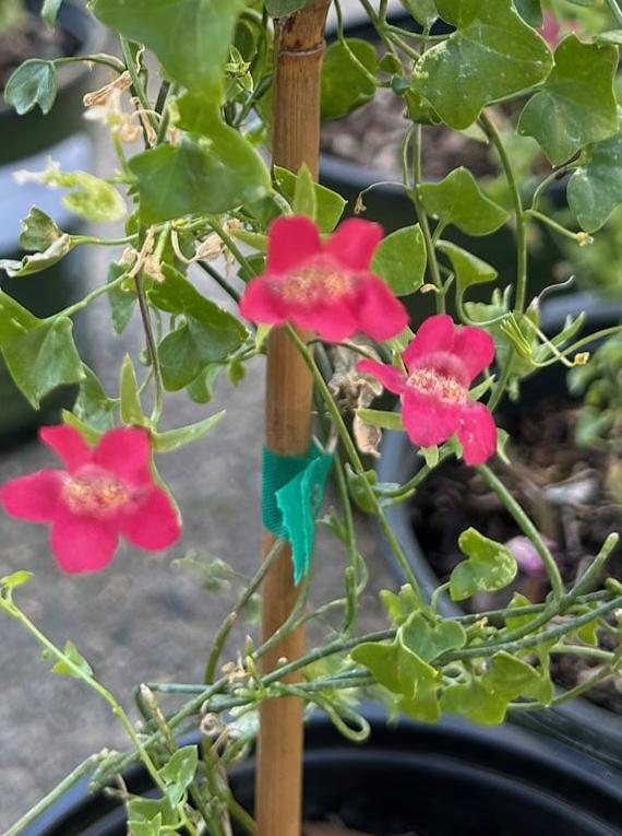 Maurandella antirrhiniflora, Roving Sailor flower