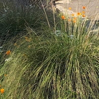 Muhlenbergia rigens, Deer Grass