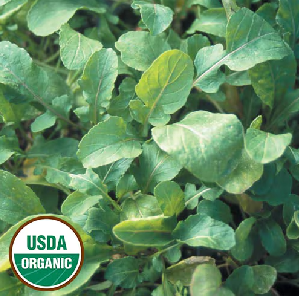 Organic Arugula