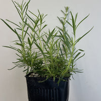 Penstemon heterophyllus 'GMR' White