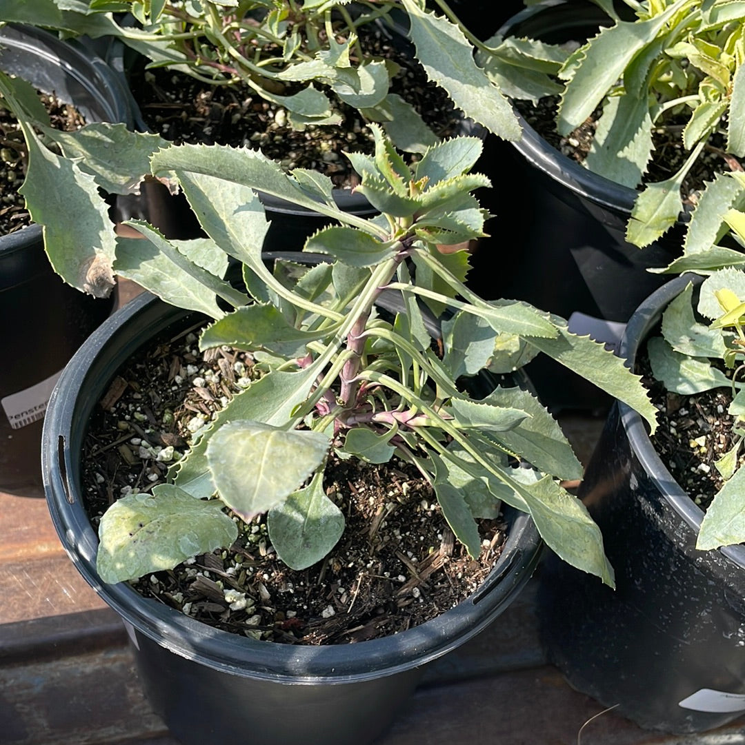 palmer plants Penstemon palmeri, Palmer's beardtongue