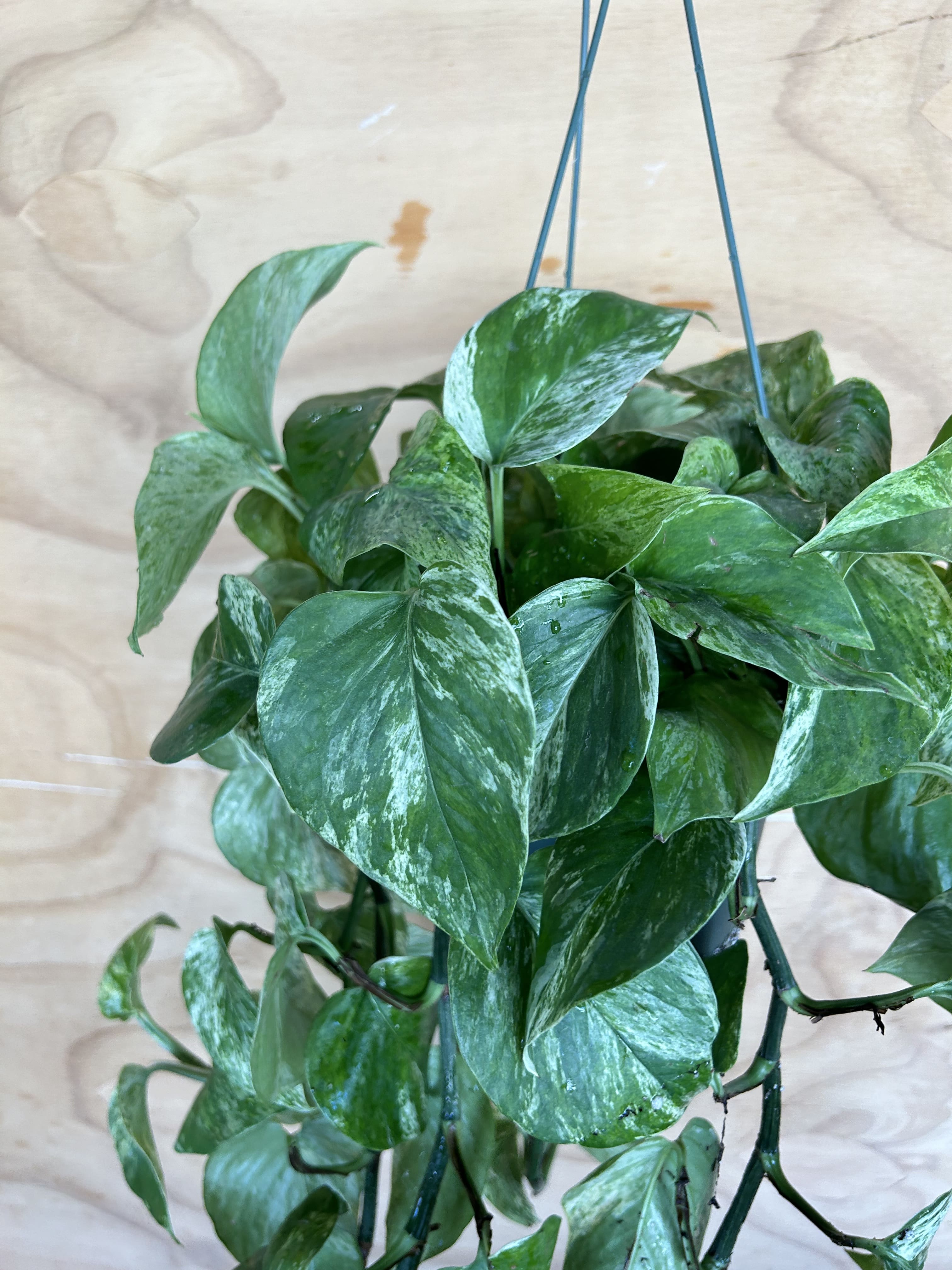 marble jade pothos Pothos Marble Queen