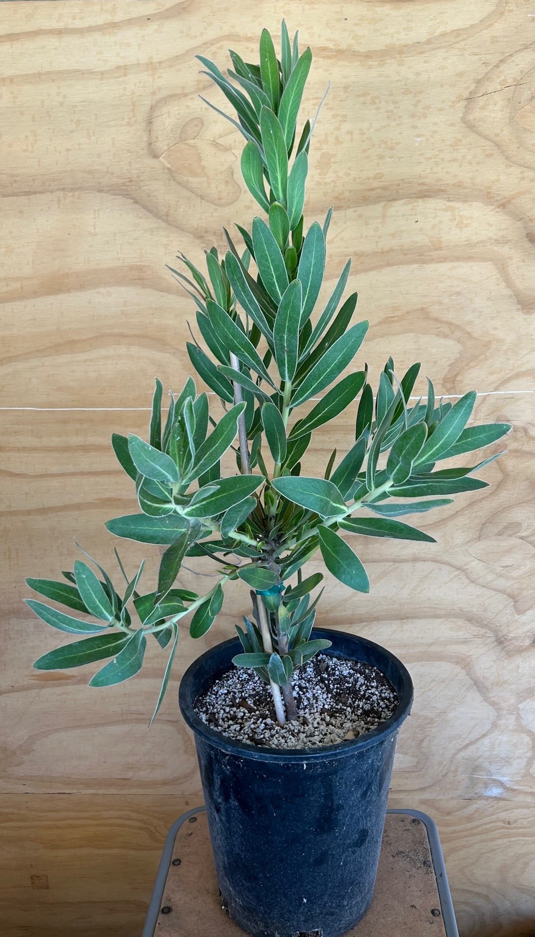 protea plant in pot Protea 'Trish Compacta' – Plant Material