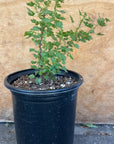 Ribes menziesii, Canyon Gooseberry 1 gallon