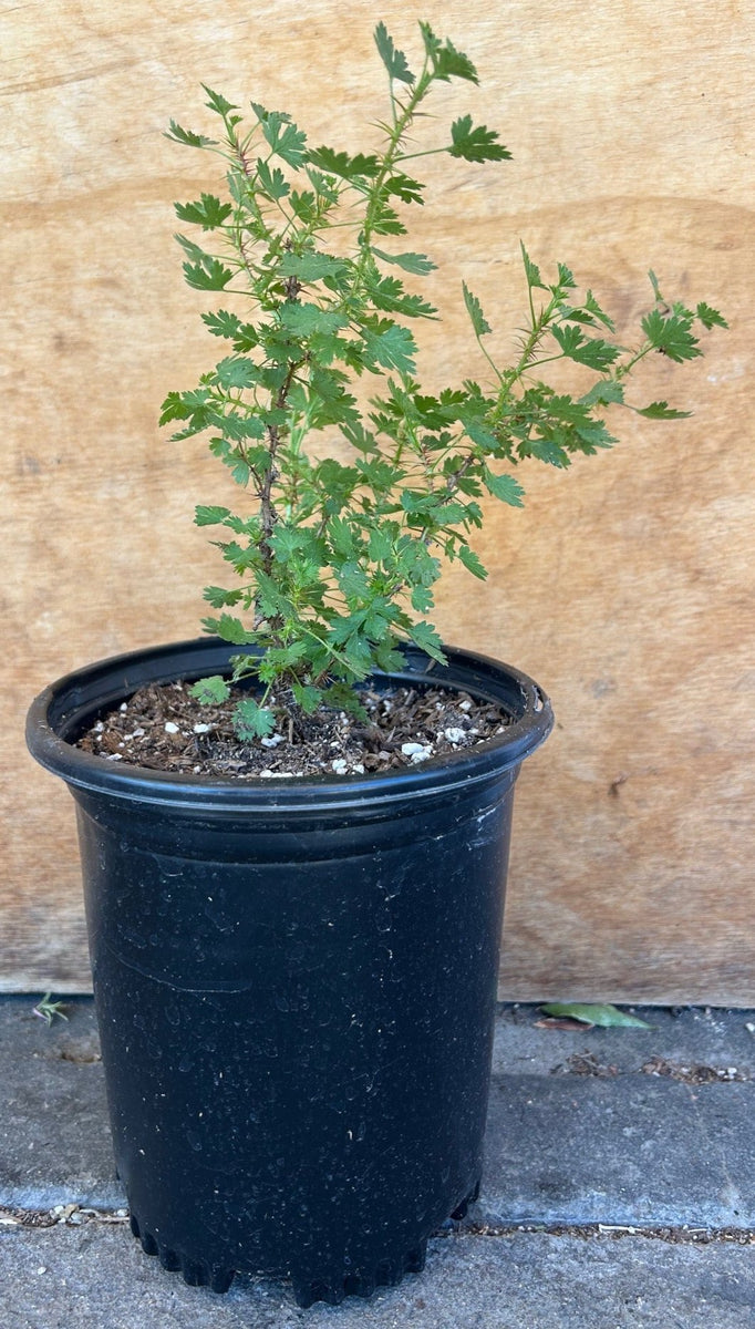 gooseberry plants in pots Ribes menziesii, Canyon Gooseberry – Plant Material