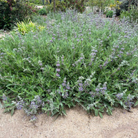 Salvia leuco. X 'Bee's Bliss'