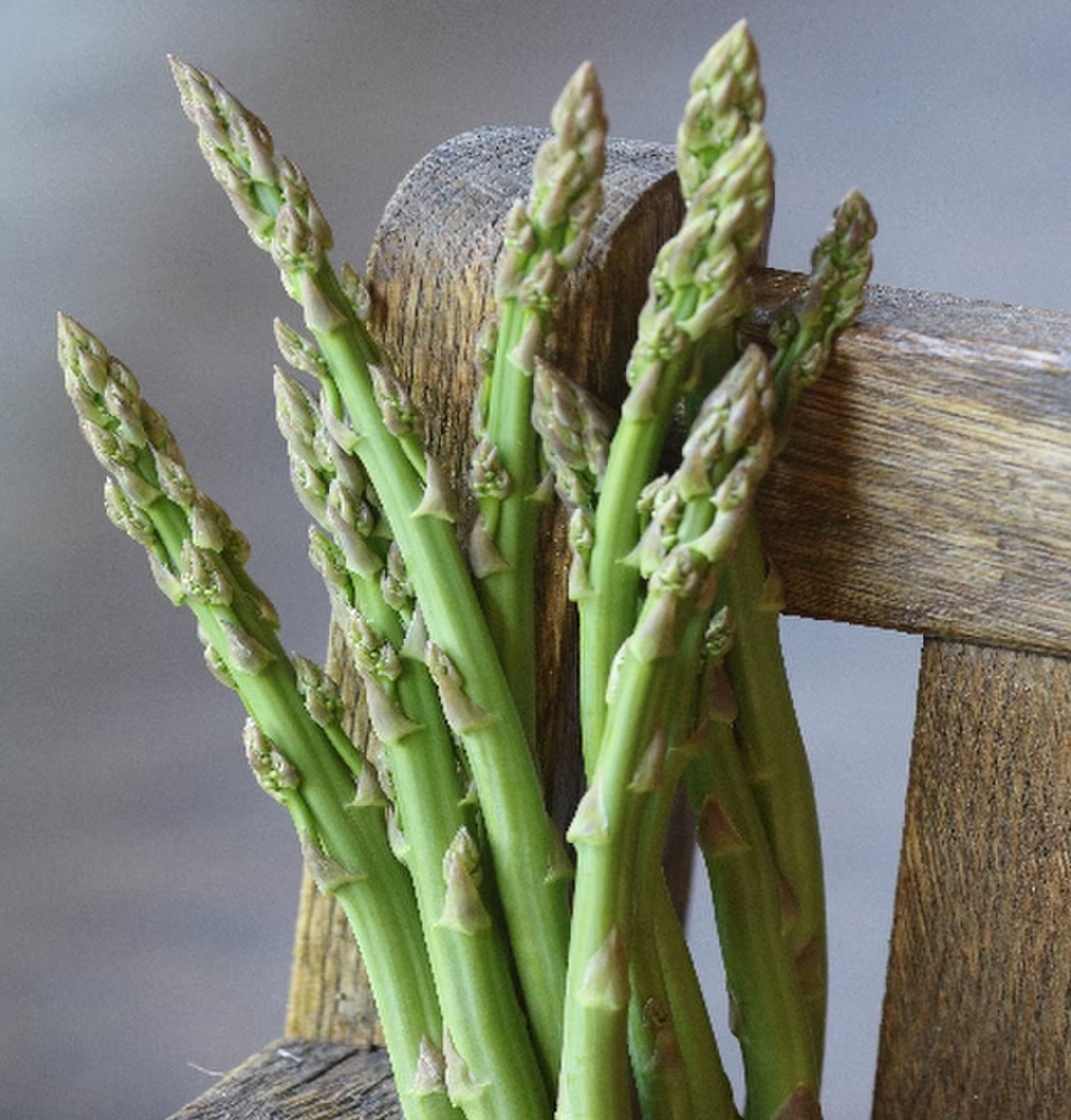 Organic Three Pound Coffee Can Asparagus