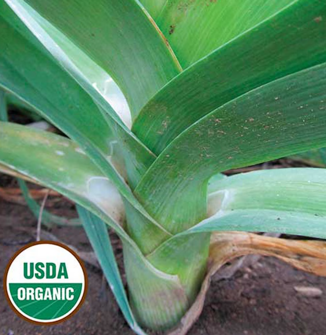 Organic Jaune du Poitou Leek