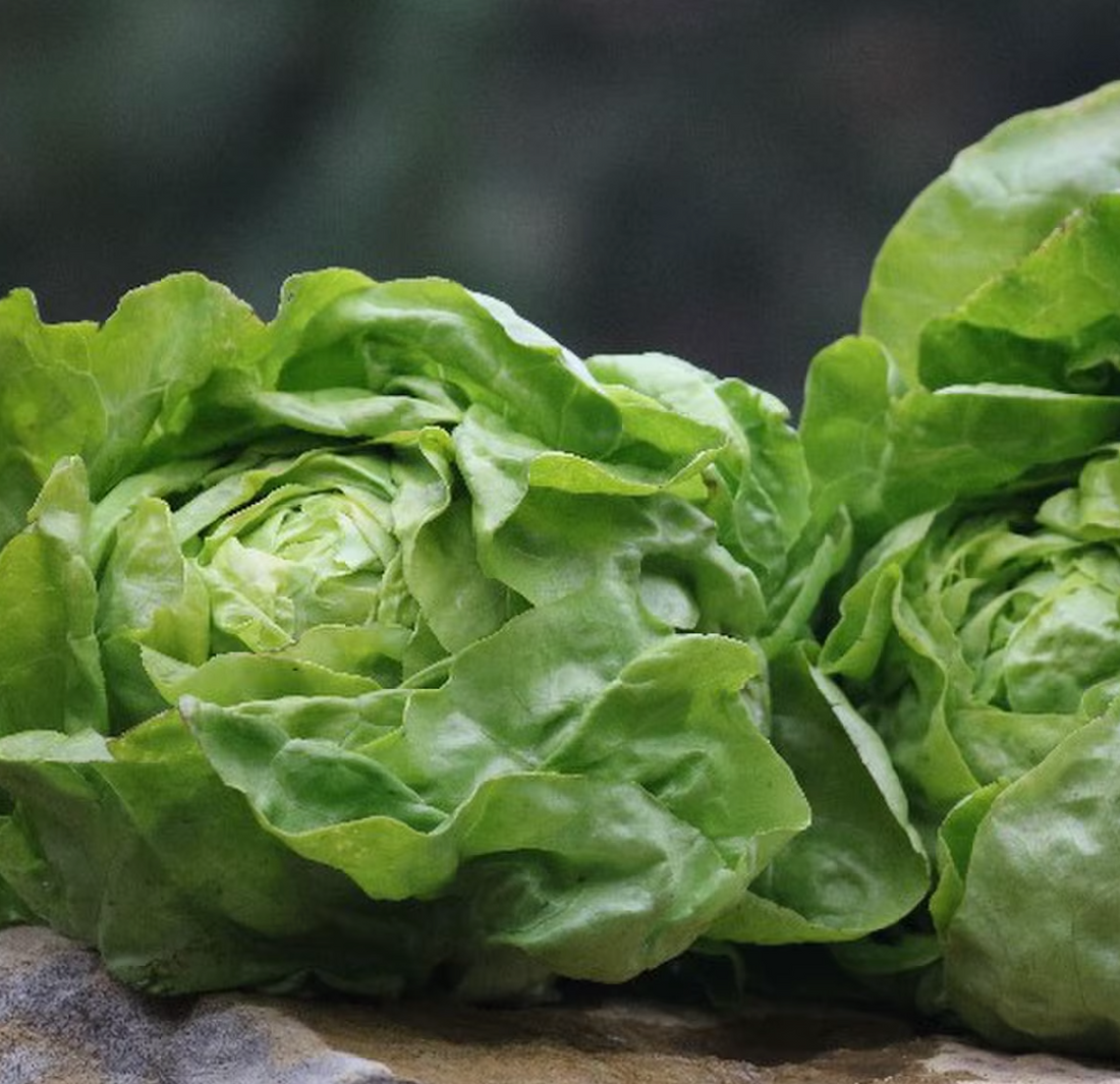 Organic Capitan Lettuce