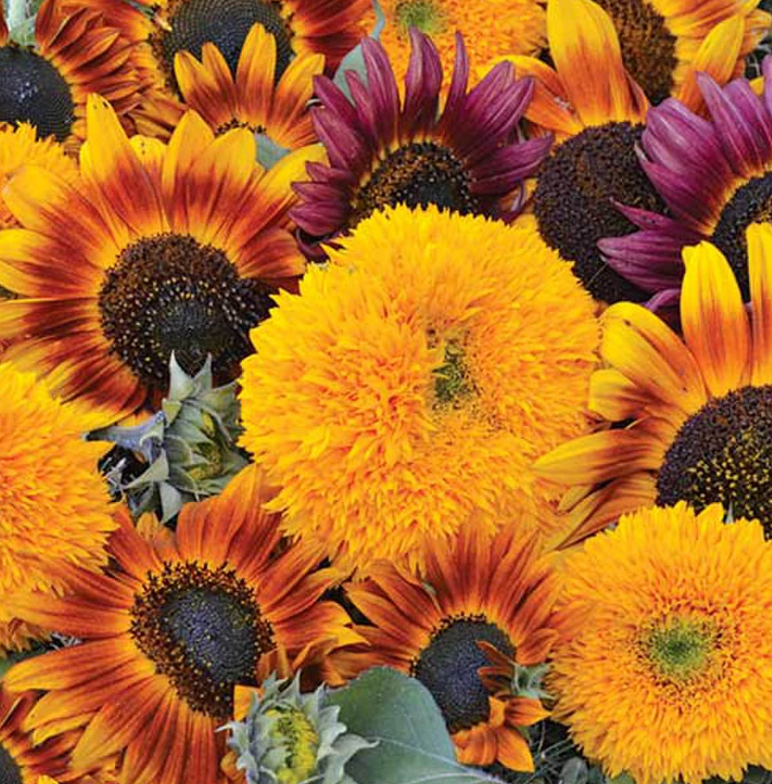 Sunflower Mixture