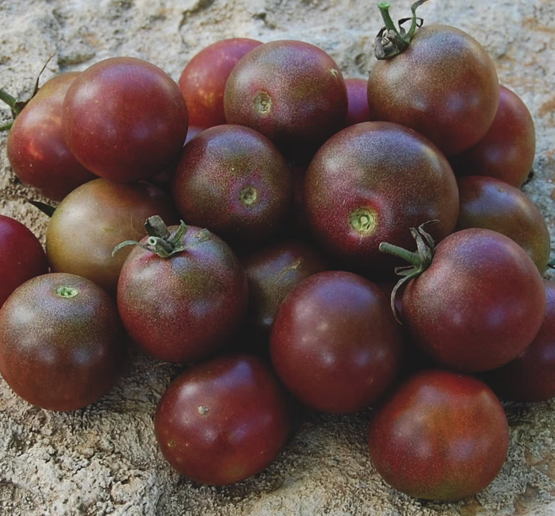 Organic Black Cherry Tomato - Lycopersicon lycopersicum Seeds