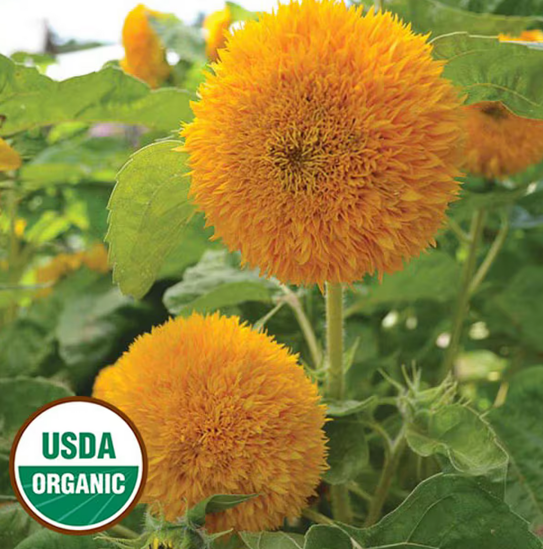 Organic Teddy Bear Sunflower