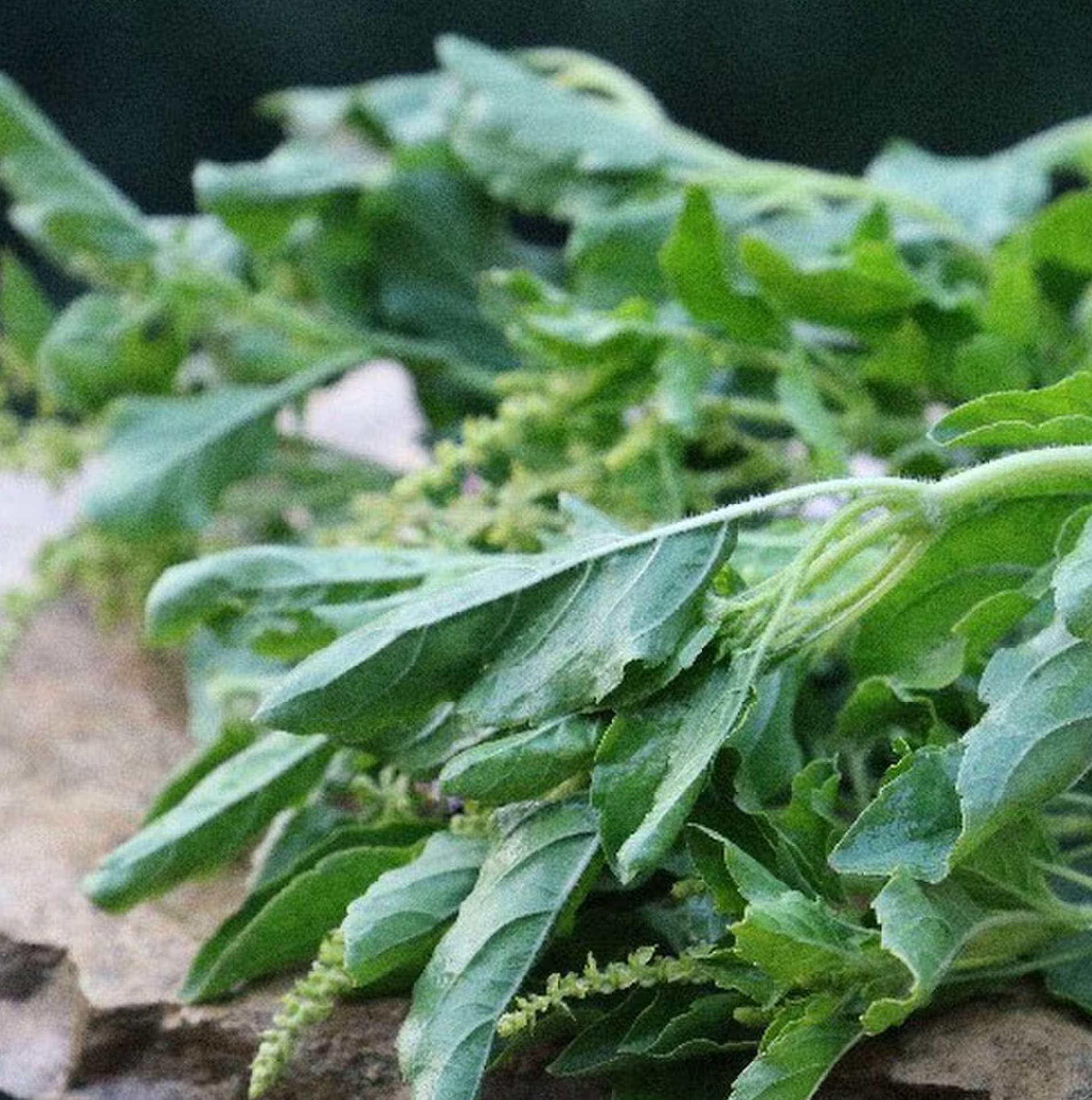 indian tulsi plant seeds Green Tulsi, Holy Basil Seed – Plant Material