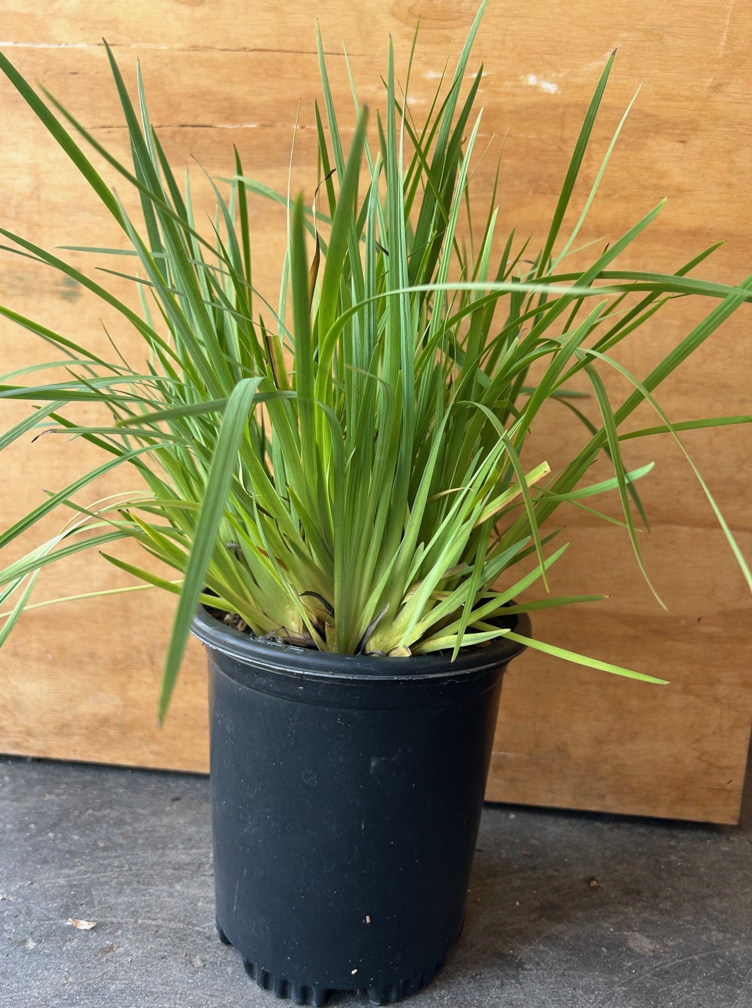 Sisyrinchium californicum, Yellow Eyed Grass – Plant Material
