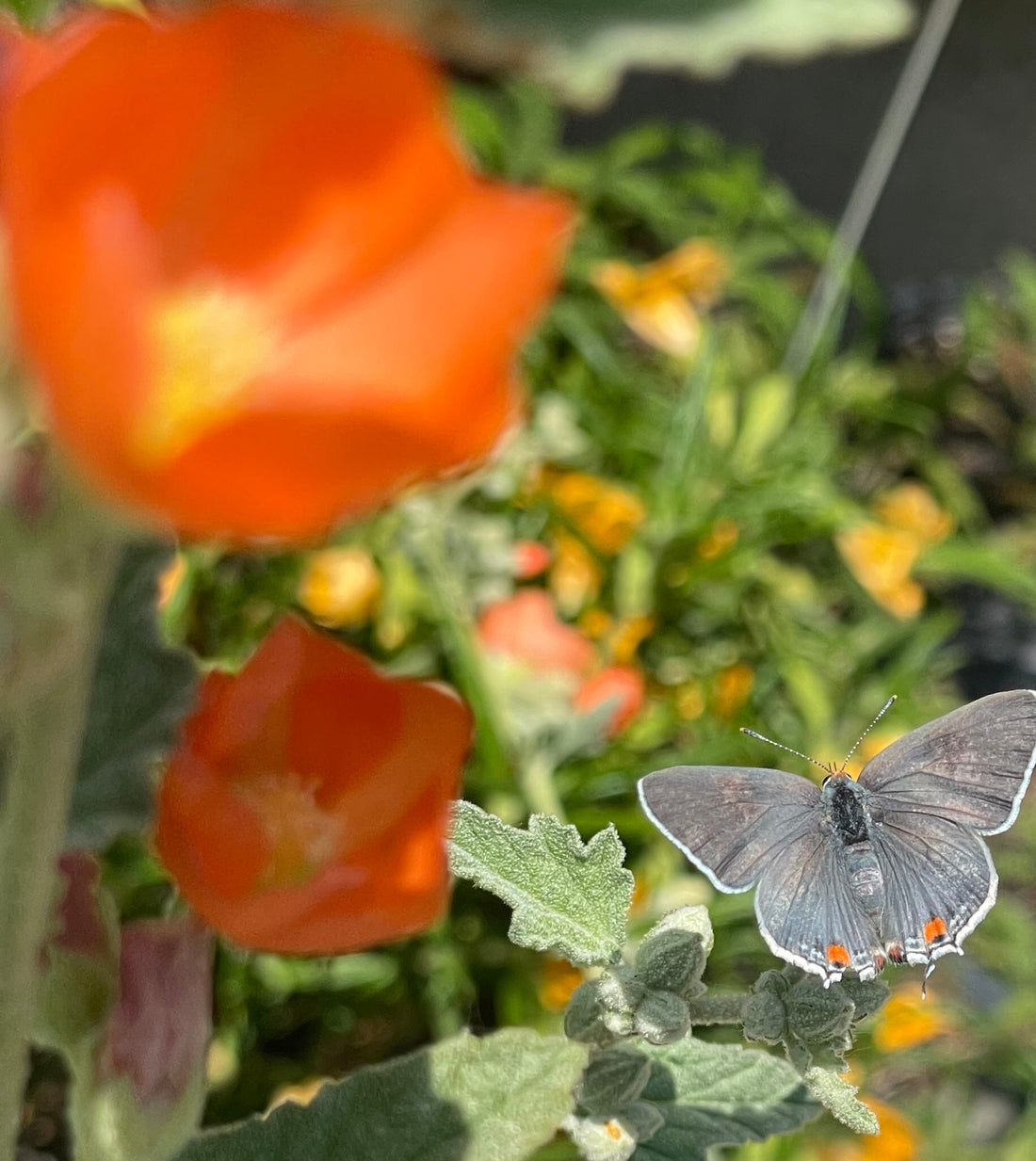 Spharalcea ambigua with  Greyhairsterak Butterfly