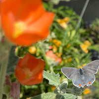 Spharalcea ambigua with Greyhairsterak Butterfly