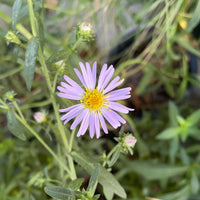 Symphyotrichum chilense, Pacific Aster