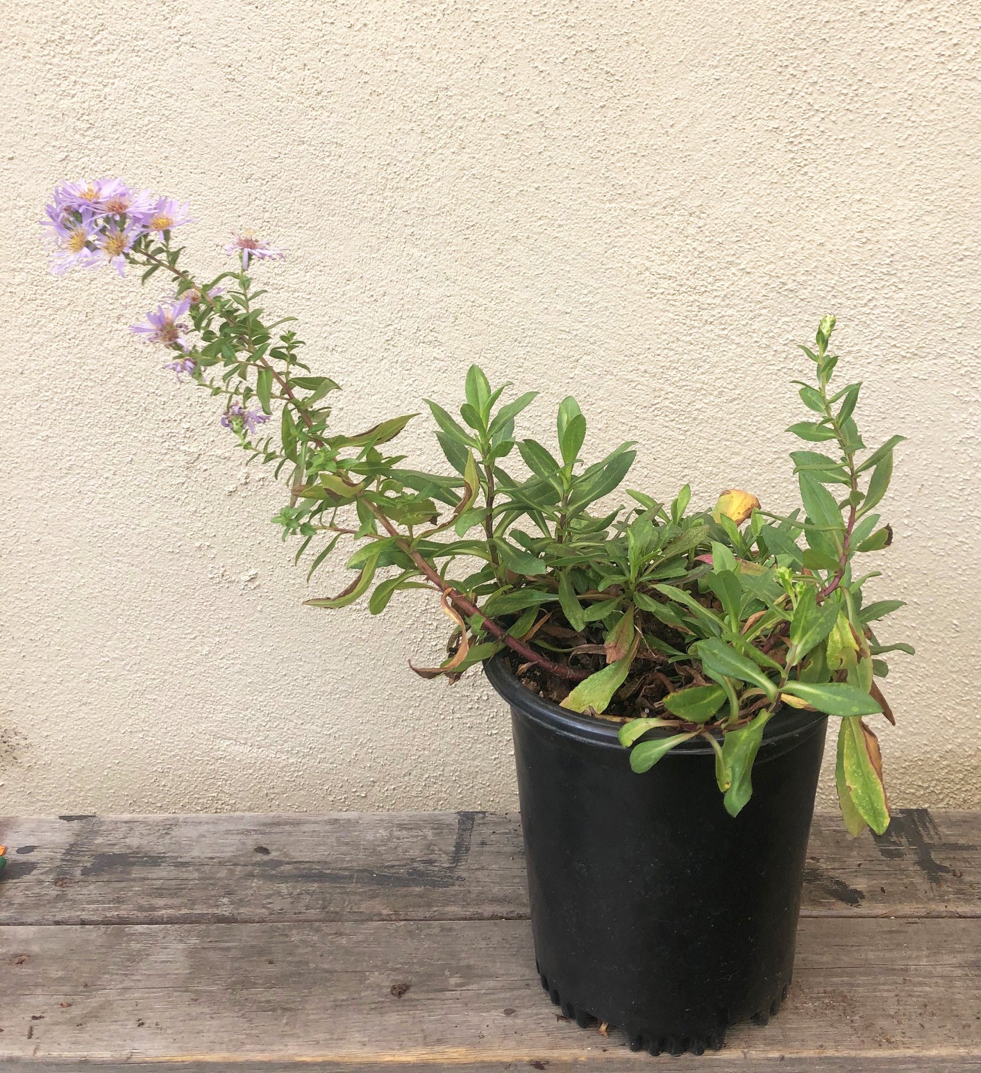 Symphyotrichum chilense 'Point St. George'