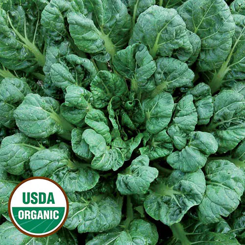 planting tatsoi seeds Tatsoi Asian Greens Seeds, Organic