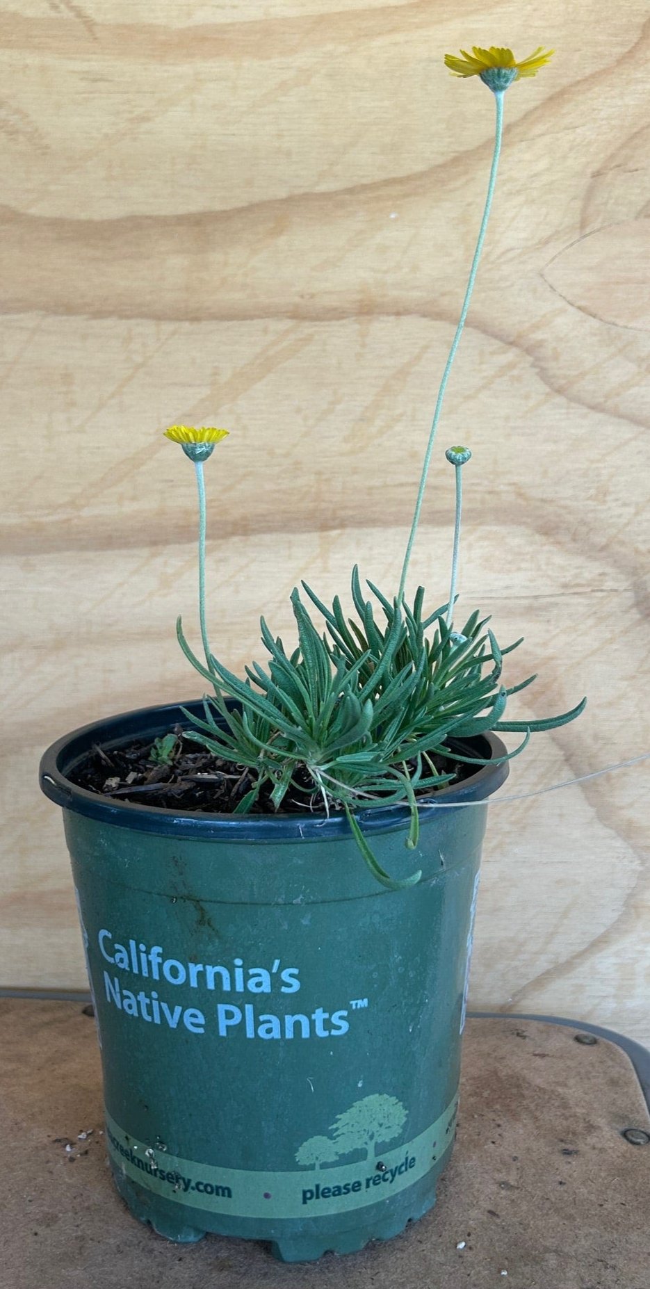 succulent daisy Tetraneuris acaulis, Stemless Four Nerve Daisy