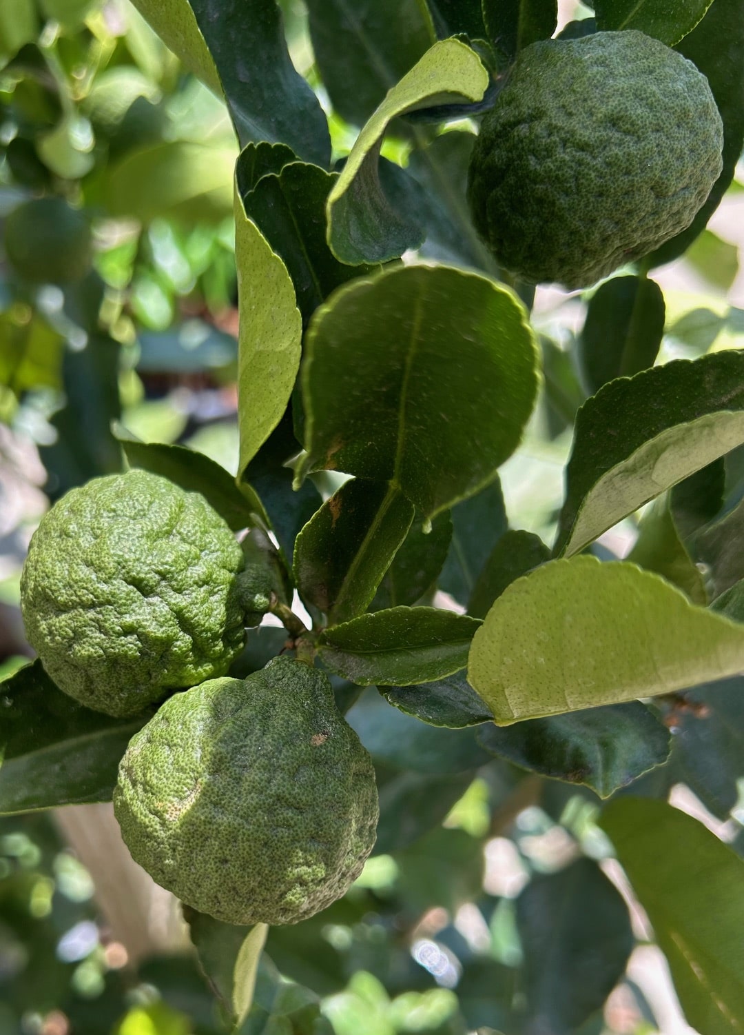 Thai Lime Leaf, semi-dwarf – Plant Material