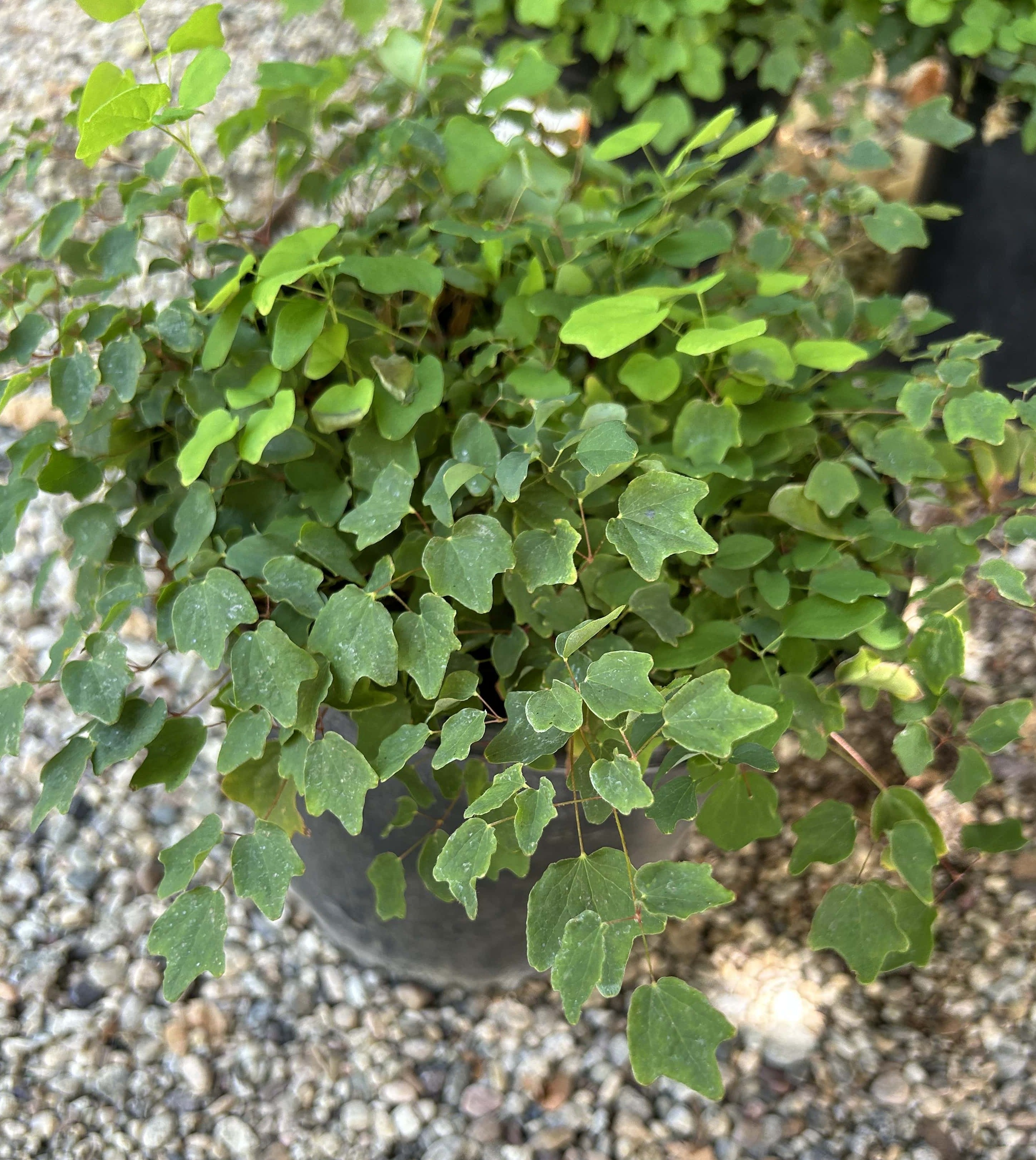 Vancouveria hexandra, American barrenwort – Plant Material