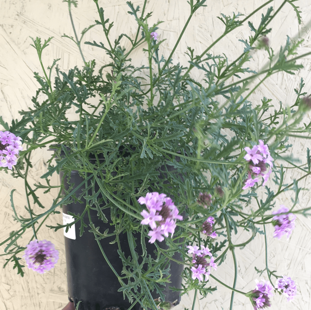 verbena potted plant Verbena lilacina 'De la Mina', De La Mina Verbena – Plant Material